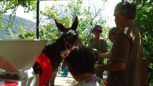 Vendimia con Lanudo