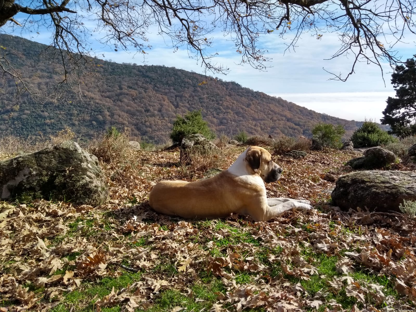 IMG-20181213-WA0013