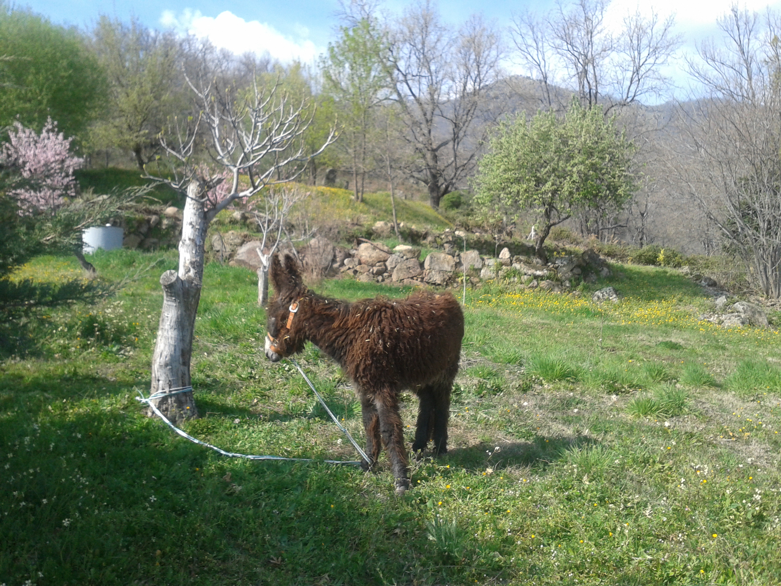 Lanudo llega a Fruta madura